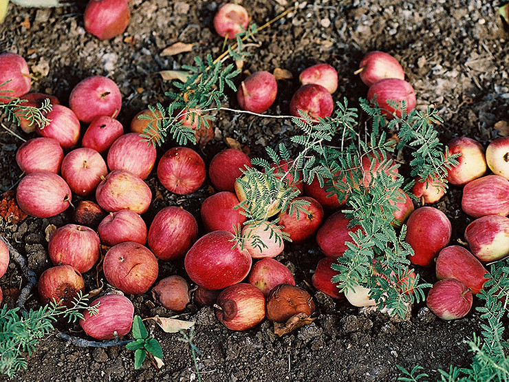 Fallen Apples